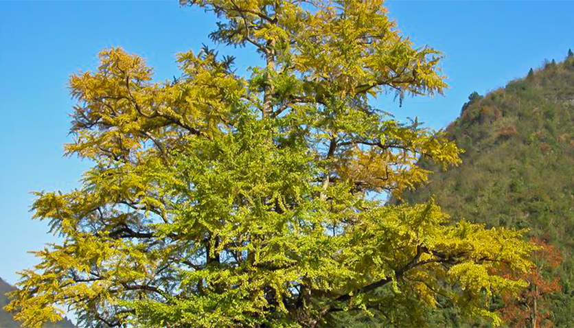 The Reason Why Thousand-Year-Old Trees “Don’t Age”